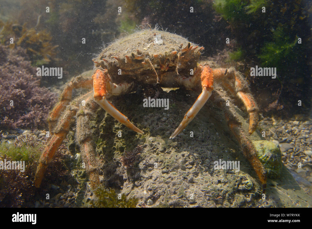 Female Common spider crab (Maja brachydactyla / Maja squinado) standing on a boulder in a rockpool low on the shore, Rhossili, The Gower Peninsula, UK, June. Stock Photo