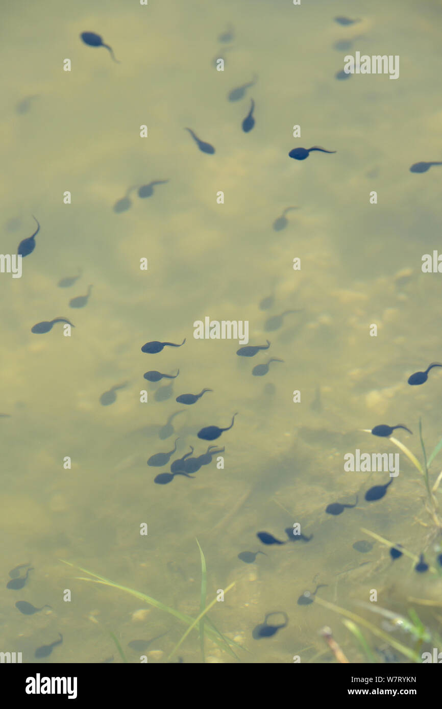 Week old Common frog tadpoles (Rana temporaria) swimming in a freshwater pond, Wiltshire, UK, June. Stock Photo