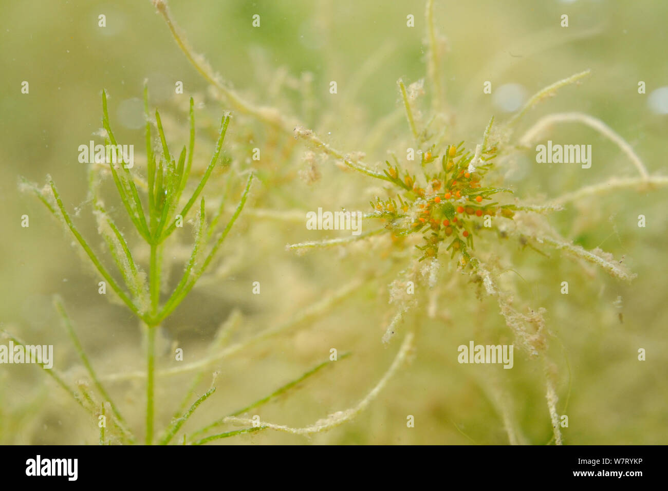 Delicate stonewort (Chara virgata) on the left without sporangia and on the right with sporangia. Red (male) antheridia and brown, flask shaped (female) archegonia, Marlborough Downs, Wiltshire, UK, September. Stock Photo