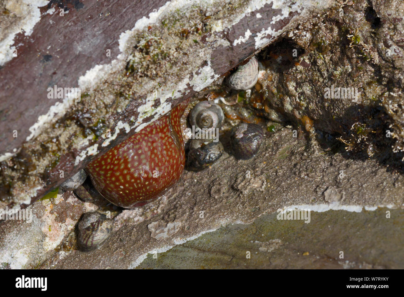 Strawberry anemone (Actinia fragracea) and Flat top shells (Gibbula umbilicalis) attached to rocks exposed at low tide, Cornwall, UK, April. Stock Photo