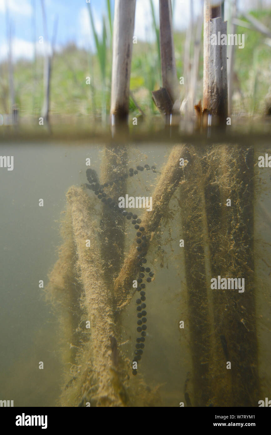 Split level view of Common European toad spawn (Bufo bufo) strings wrapped around reed stems in a freshwater pond, Wiltshire, UK, May. Stock Photo