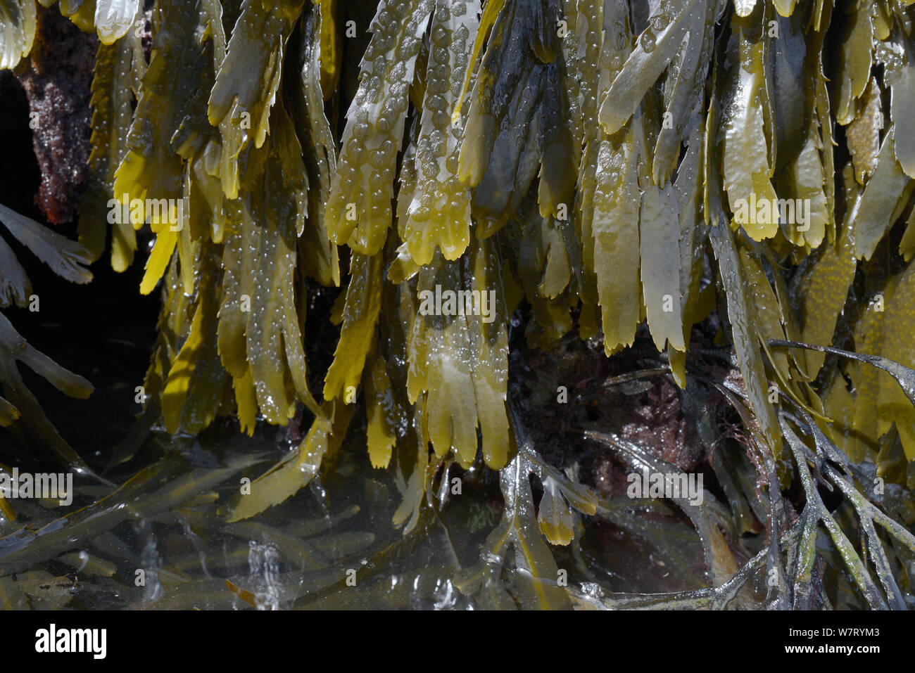 Toothed wrack (Fucus serratus) on rocks exposed at low tide and submerged in a rockpool, Lyme Regis, Dorset, UK, May. Stock Photo