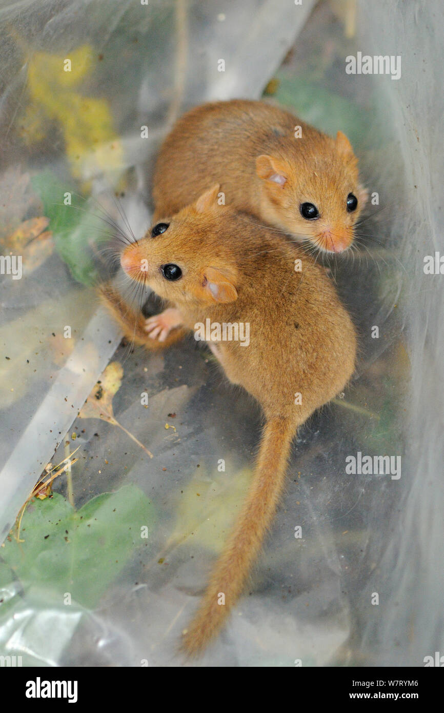 Two young Common / Hazel dormice (Muscardinus avellanarius), captured during a survey in coppiced woodland near Bristol, being held temporarily in a plastic sack, Somerset, UK, October. Non-ex. Stock Photo