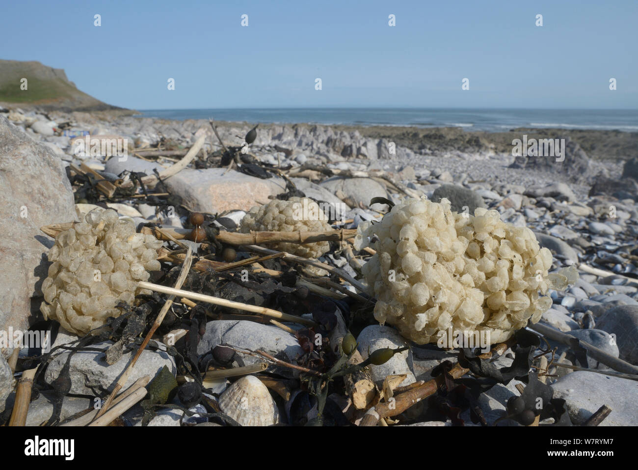Egg masses of Common whelk (Buccinum undatum) washed up on high water mark alongside dried out Bladder wrack fronds (Fucus vesiculosus), Rhossili, The Gower peninsula, Wales, UK, June. Stock Photo
