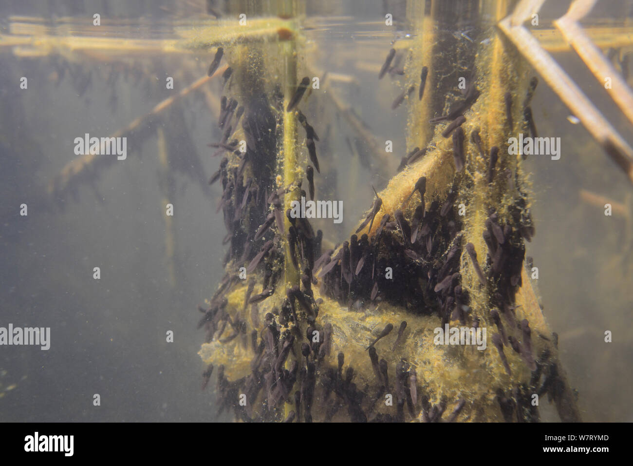 Young Common frog tadpoles (Rana temporaria) feeding on green algae attached to reed stems in a freshwater pond, Wiltshire, UK, May. Stock Photo