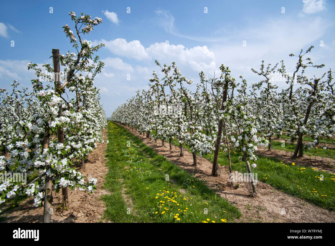 Apple trees (Malus domestica) flowering in orchard in spring, Hesbaye, Belgium. May 2013. Stock Photo