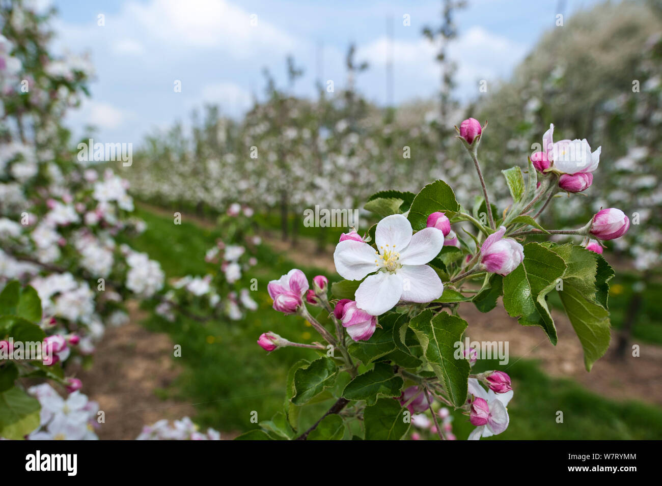 Apple tree (Malus domestica) blossom in orchard in spring, Hesbaye, Belgium. May 2013. Stock Photo
