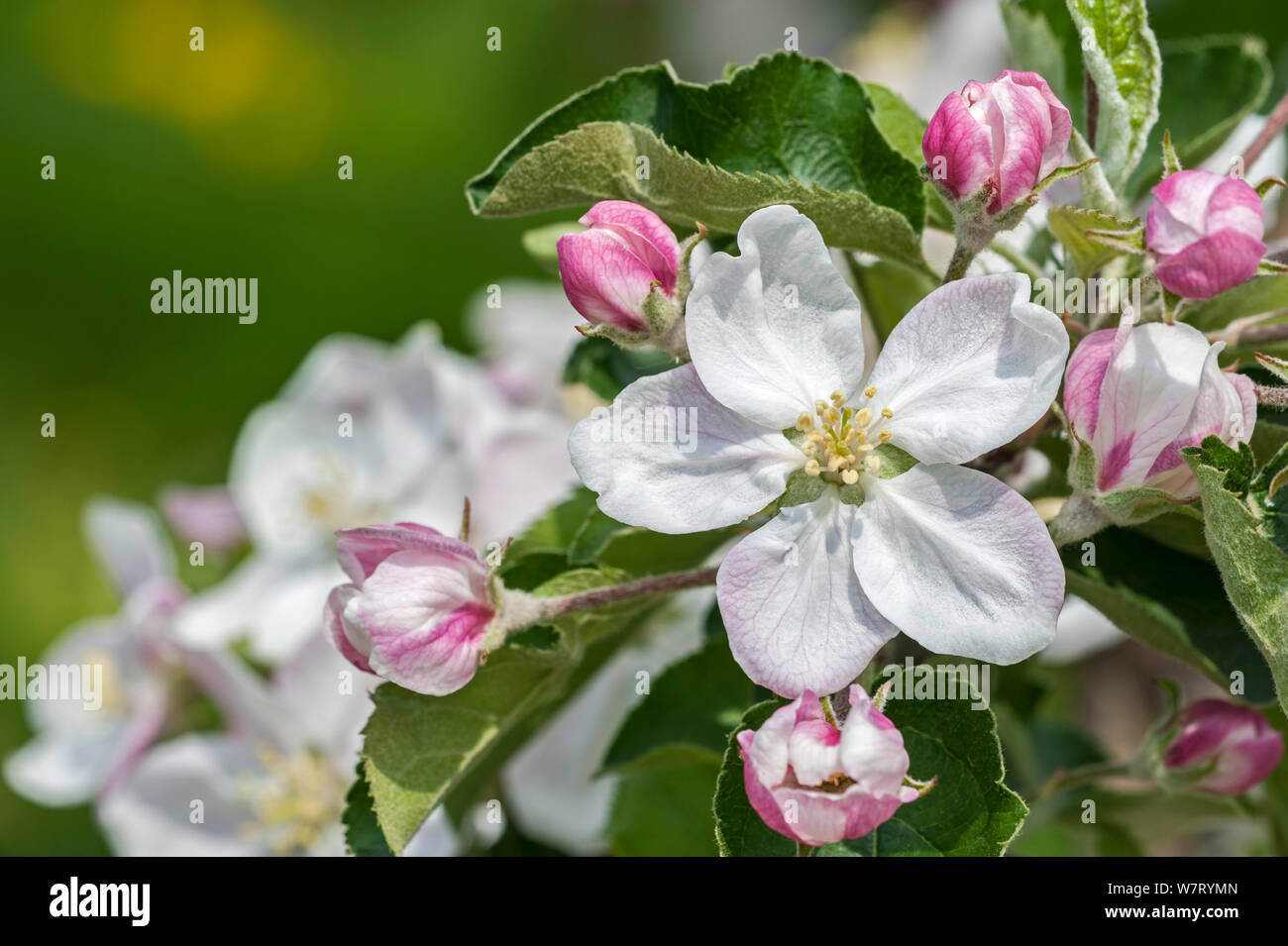 Apple tree (Malus domestica) blossom in orchard in spring, Hesbaye, Belgium. May. Stock Photo