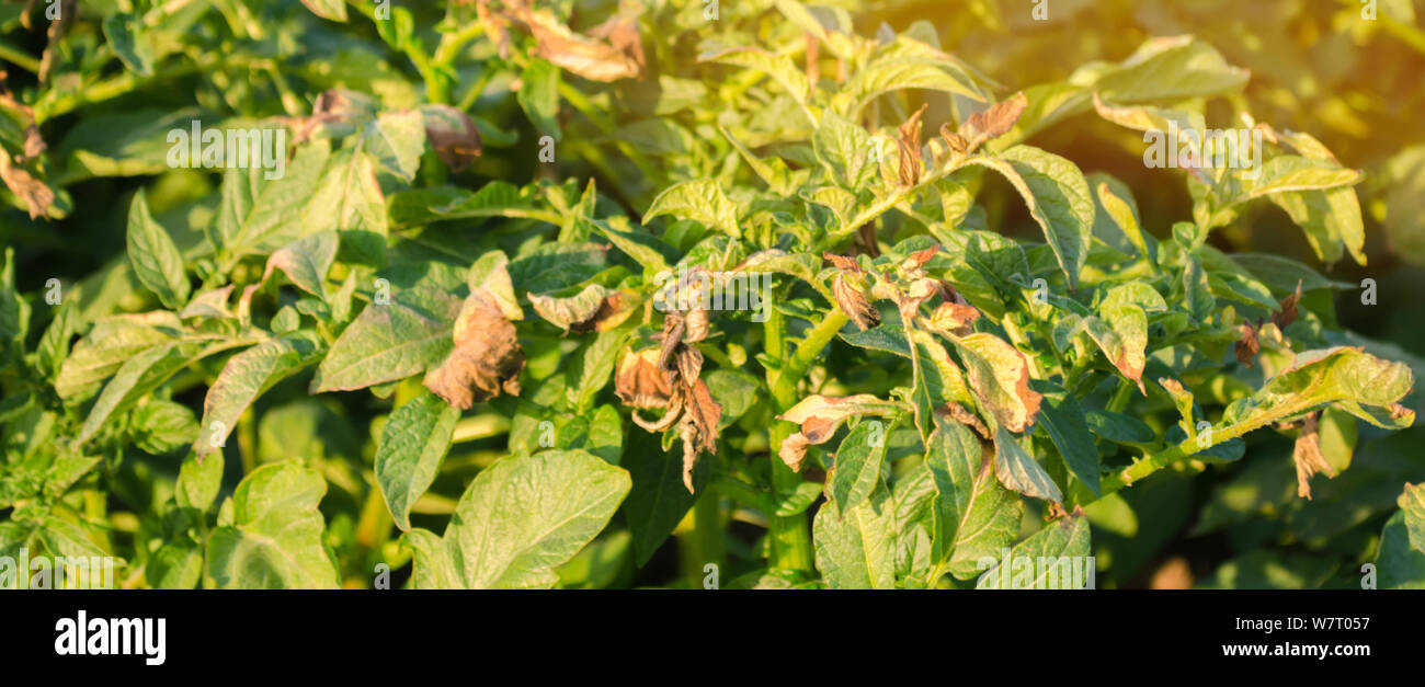 Potato Field Problems Hi Res Stock Photography And Images Alamy