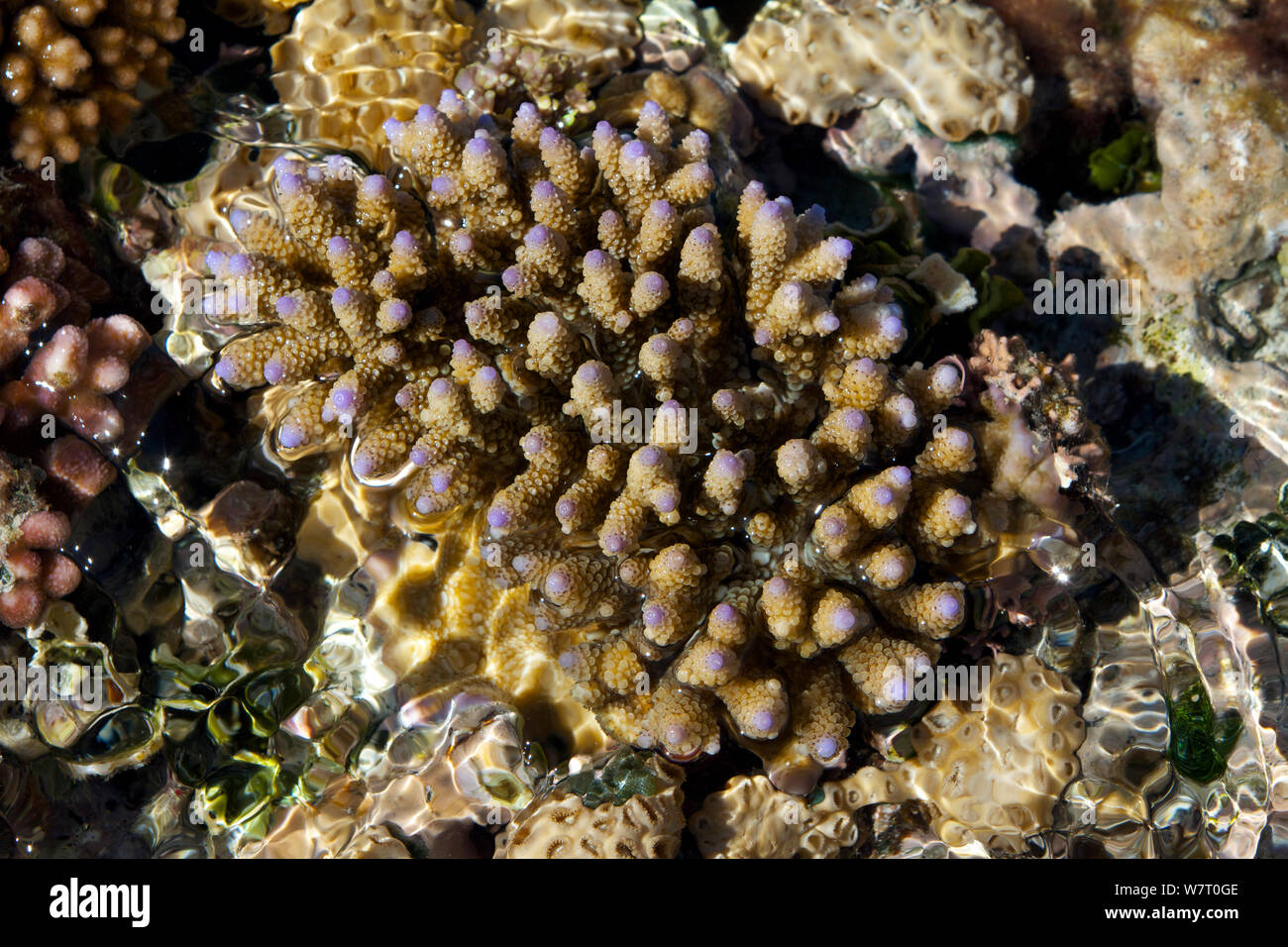 Staghorn Coral (Acropora cervicornis) at low tide, Great barrier reef, Heron Island, Australia. Stock Photo