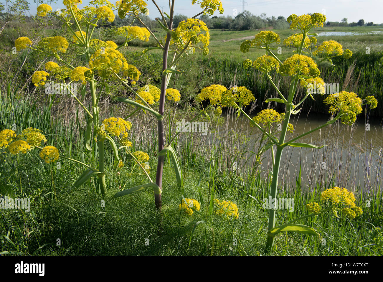 Giant fennel (Ferula communis) Salin de Giraud, Camargue, France, May 2013. Stock Photo