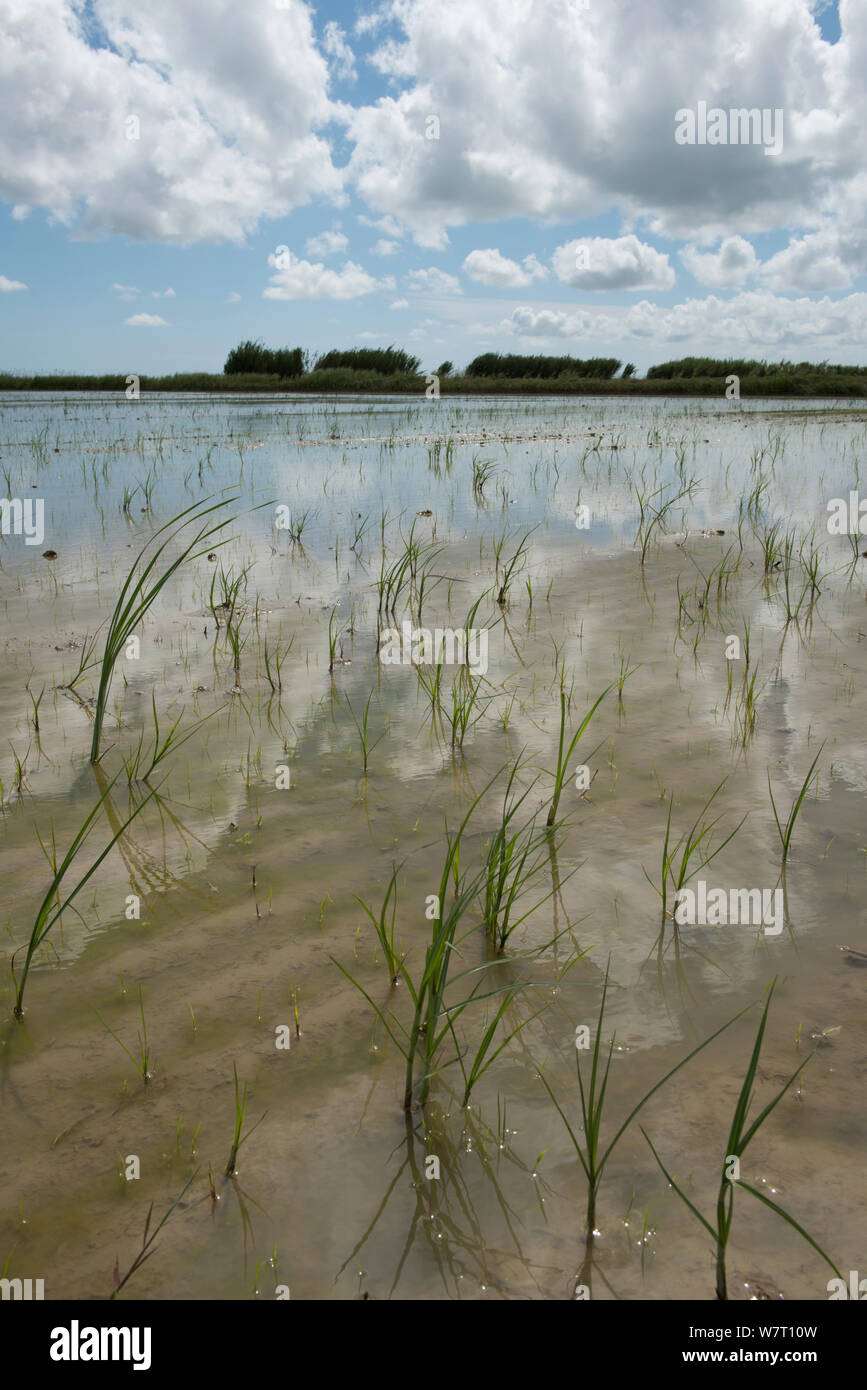 Sea clubrush (Bolboschoenus maritimus) weeds in Camargue ricefields, France, May. Stock Photo