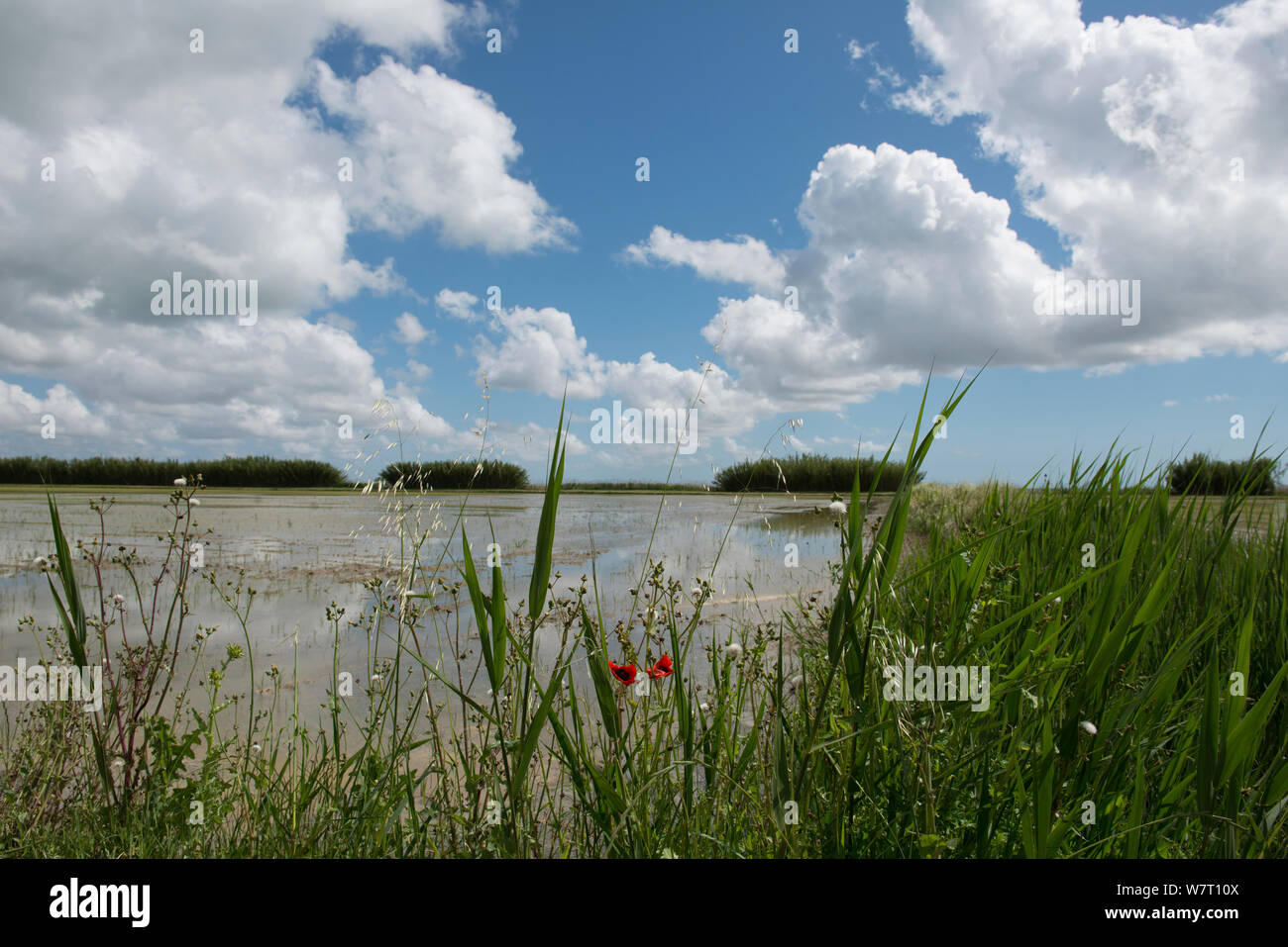 Wild flowers at the edge of a rice field including Poppies (Papaver rhoeas) and Groundsel (Senecio vulgaris) Camargue, France, May. Stock Photo