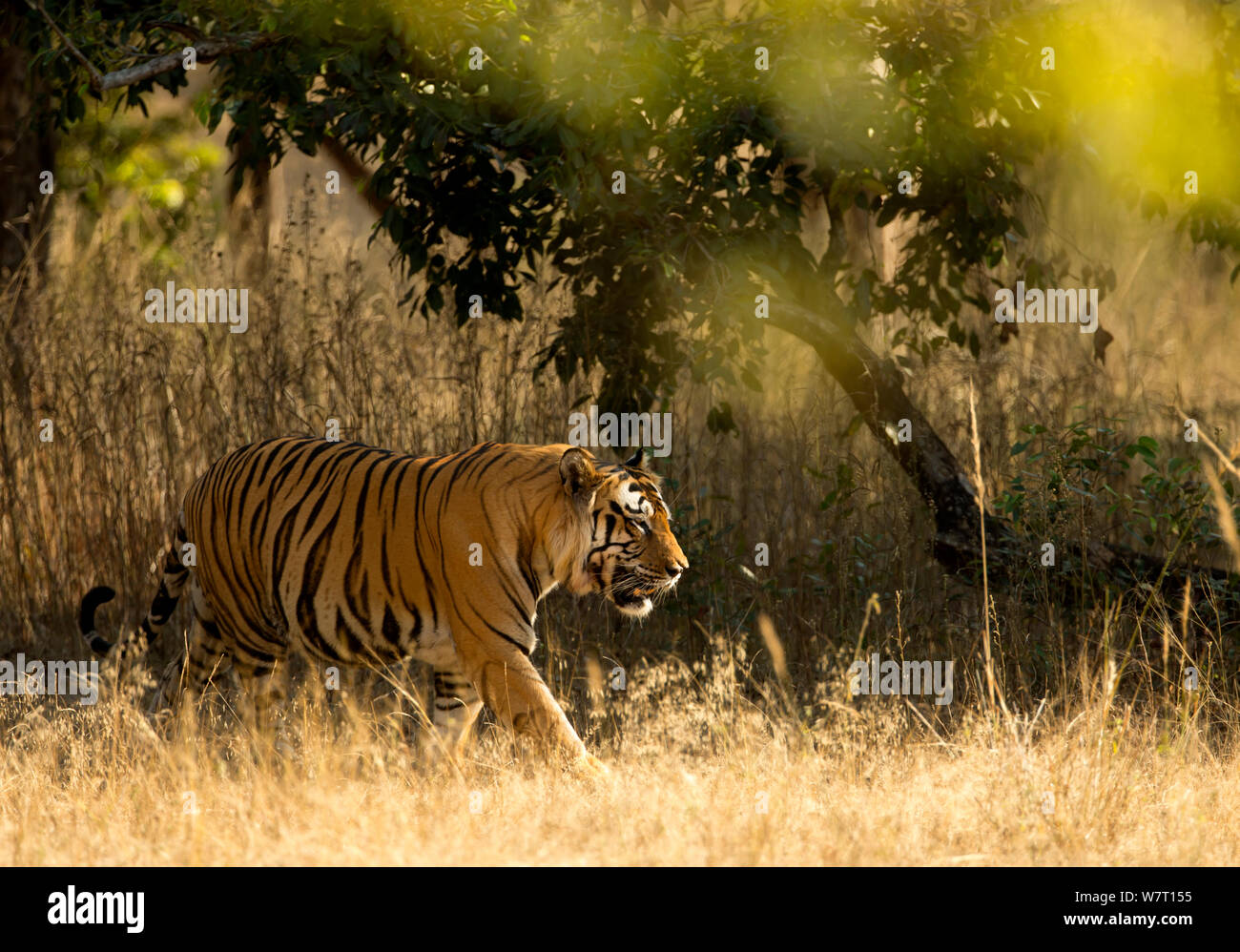 Tiger (Panthera tigris tigris), male portrait, Bandhavgarh, India, February 2013 Stock Photo
