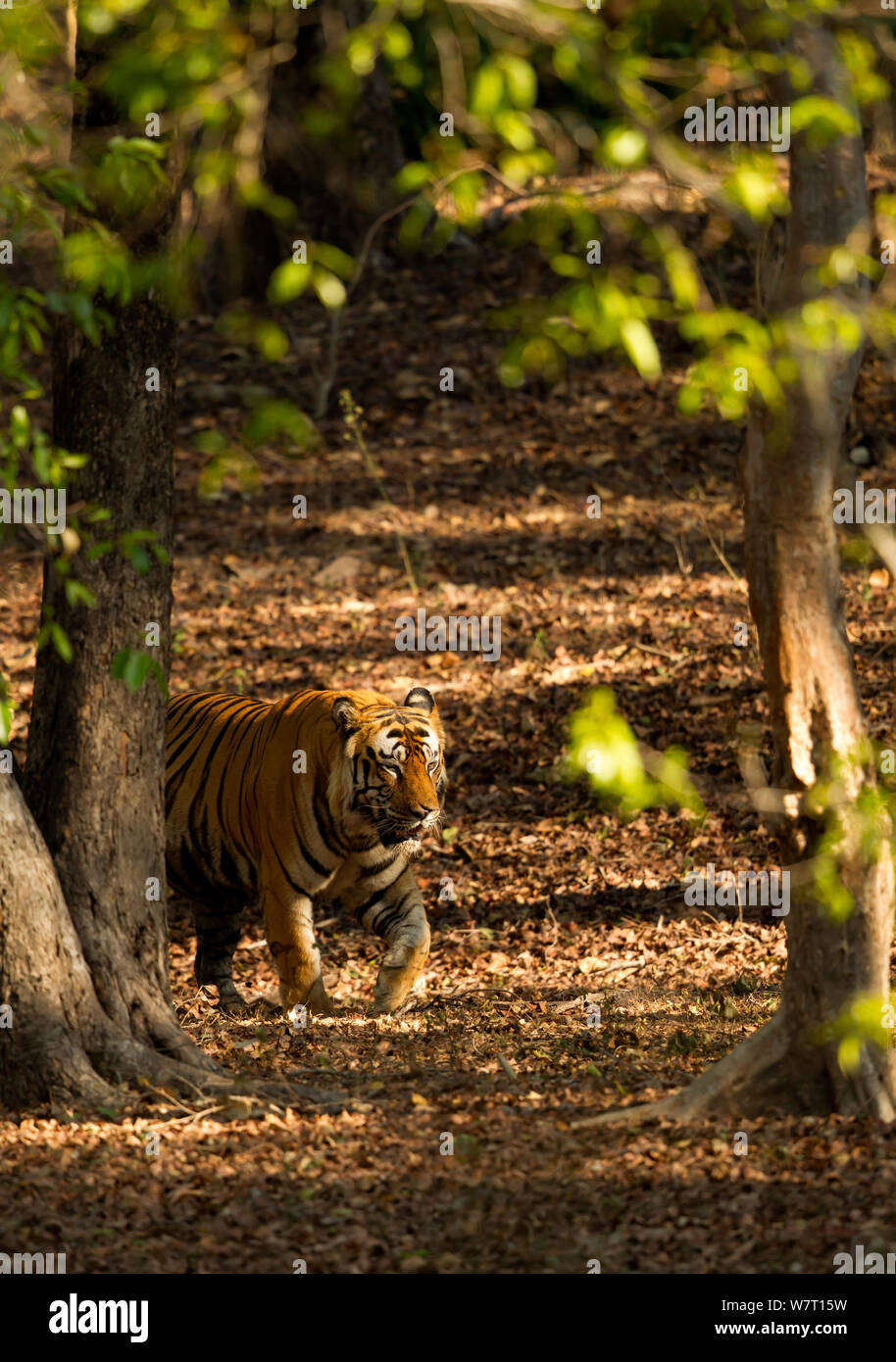 Tiger (Panthera tigris tigris), male portrait, Bandhavgarh, India, February 2013 Stock Photo