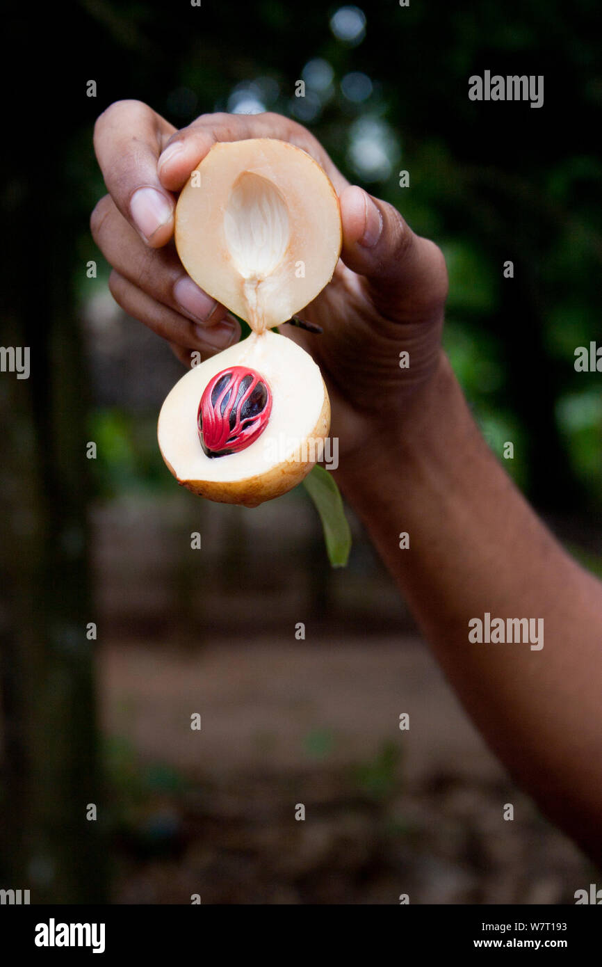 Nutmeg (Myristica fragrans) fruit cut open exposing nutmeg seed with