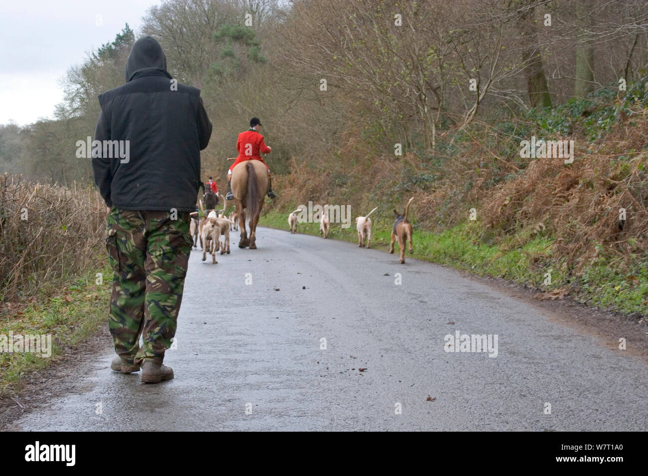 Hunt Saboteur following South Herefordshire Huntsman with hounds, Herefordshire, UK Stock Photo