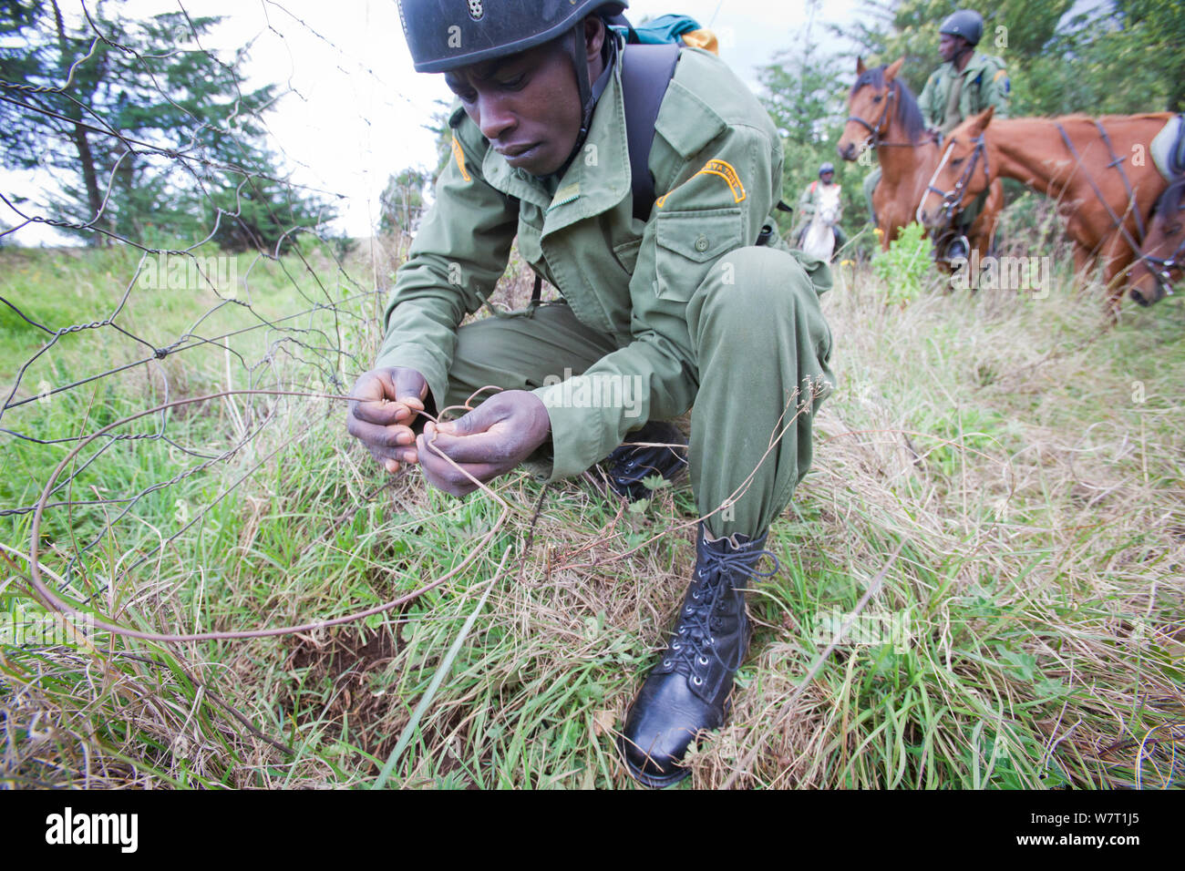 Wildlife poaching patrol unit on horseback remove a snare placed on the bottom of park boundary wire fence, Mount Kenya NP, Kenya Stock Photo