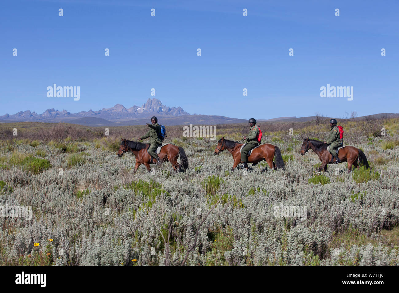 Wildlife poaching patrol unit on horseback with Mount Kenya in background, Mount Kenya National Park, Kenya Stock Photo