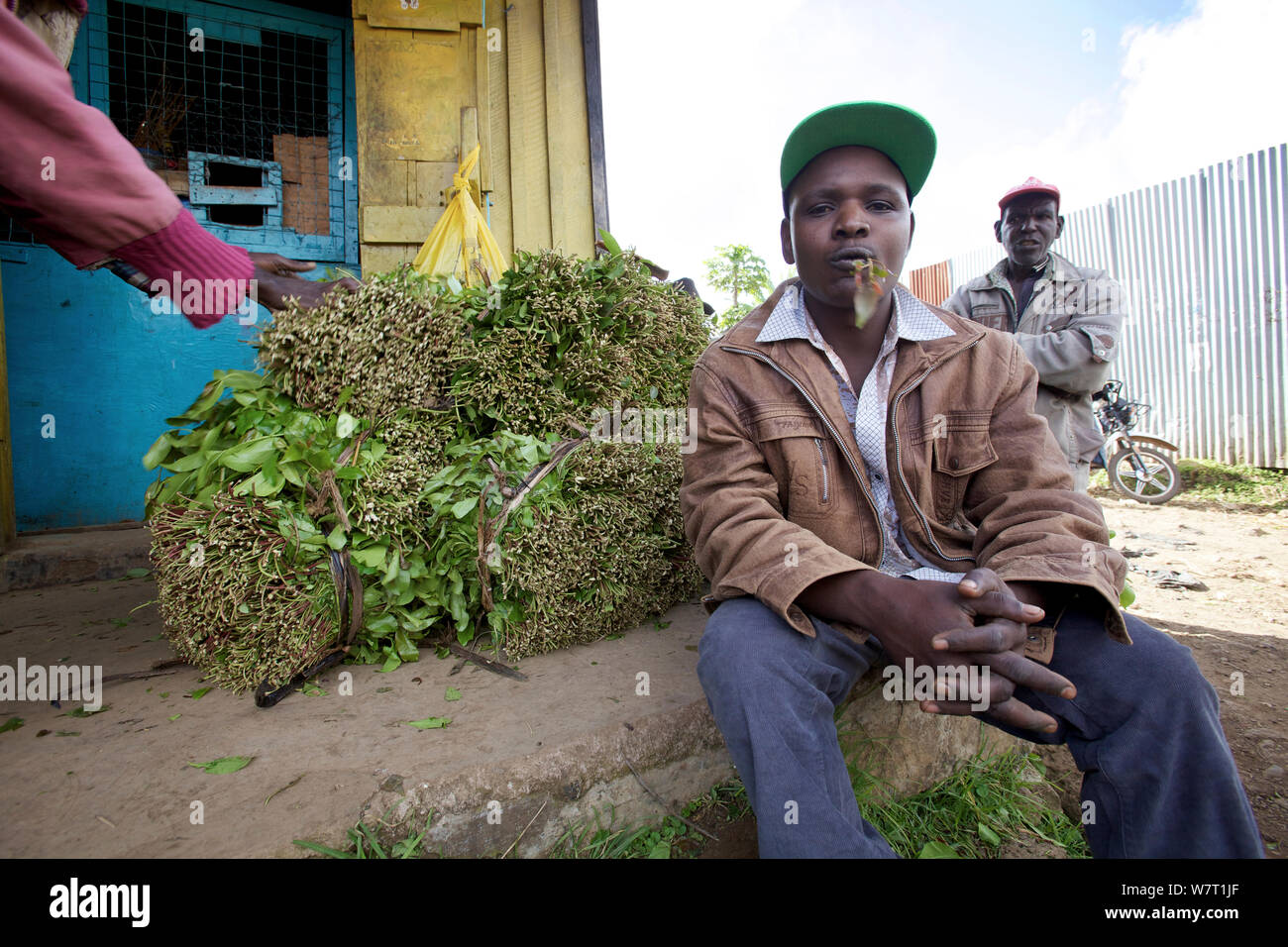 Khat (Catha edulis) trader chewing on leaves whilst sat down next to bundles, Maua, Meru region
