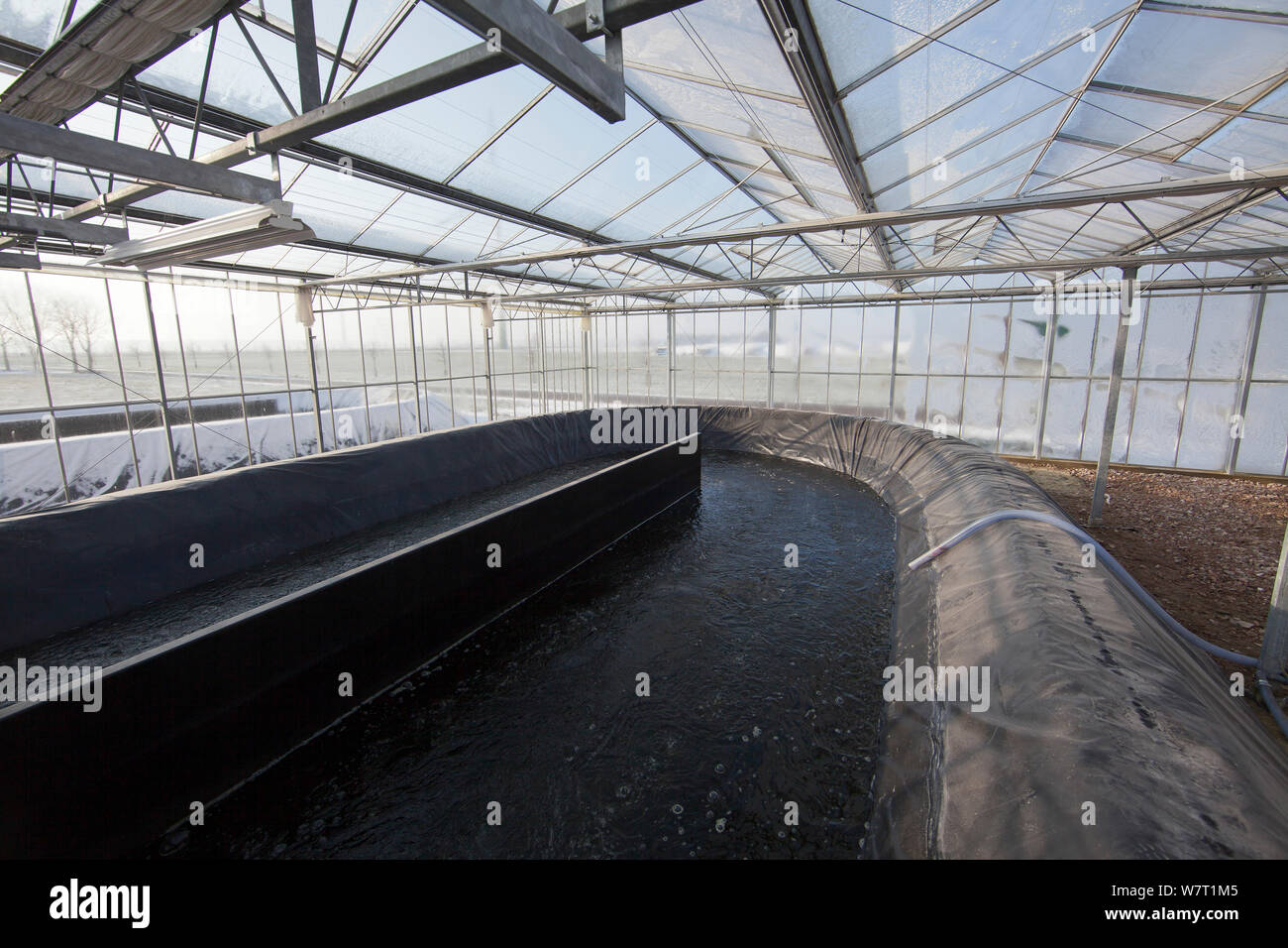 Spirulina (Arthrospira) cultivation in heated greenhouses, using waste