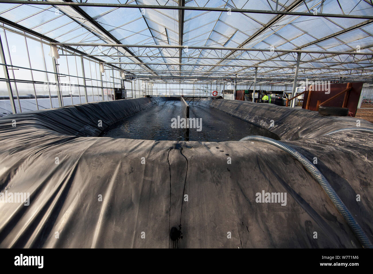 Spirulina (Arthrospira) cultivation in heated greenhouses, using waste