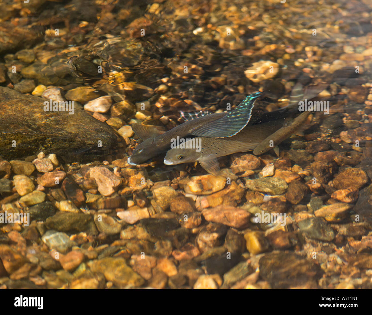 Male Arctic grayling (Thymallus arcticus) displaying to  a female, with a small Greenback cutthroat trout (Oncorhynchus clarki stomias) nearby, Colorado, USA, July. Stock Photo