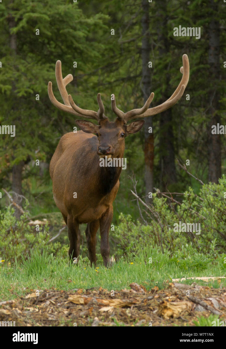 Male Elk (Cervus canadensis), with antlers covered  in velvet, a vascular skin that supplies oxygen and nutrients to the growing bone, Colorado, USA, June. Stock Photo