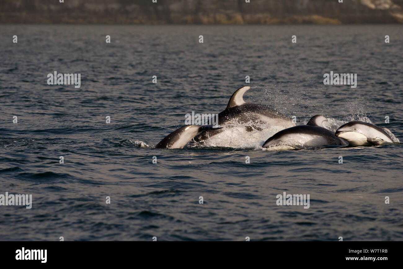 Pacific white-sided dolphins (Lagenorhynchus obliquidens) porpoising, Knight Inlet, East coast, British Columbia, Canada, July. Stock Photo