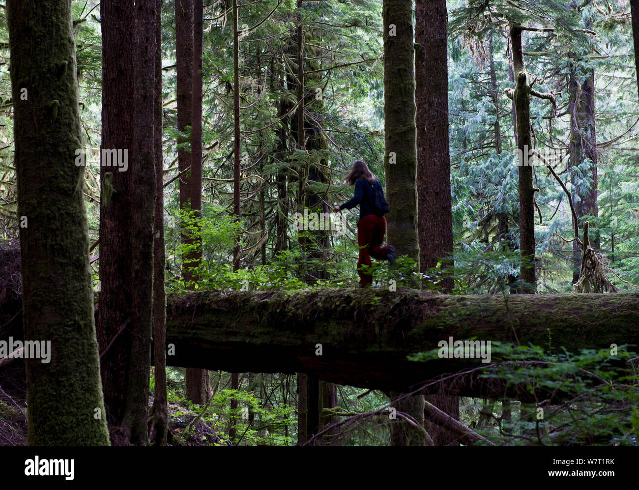 Woman walking over a fallen tree trunk in old growth forest of Red cedar trees (Thuja plicata) and Douglas fir trees (Pseudotsuga menziesii) Avatar Grove, near Port Renfrew, Vancouver Island, Canada, July 2012. Stock Photo