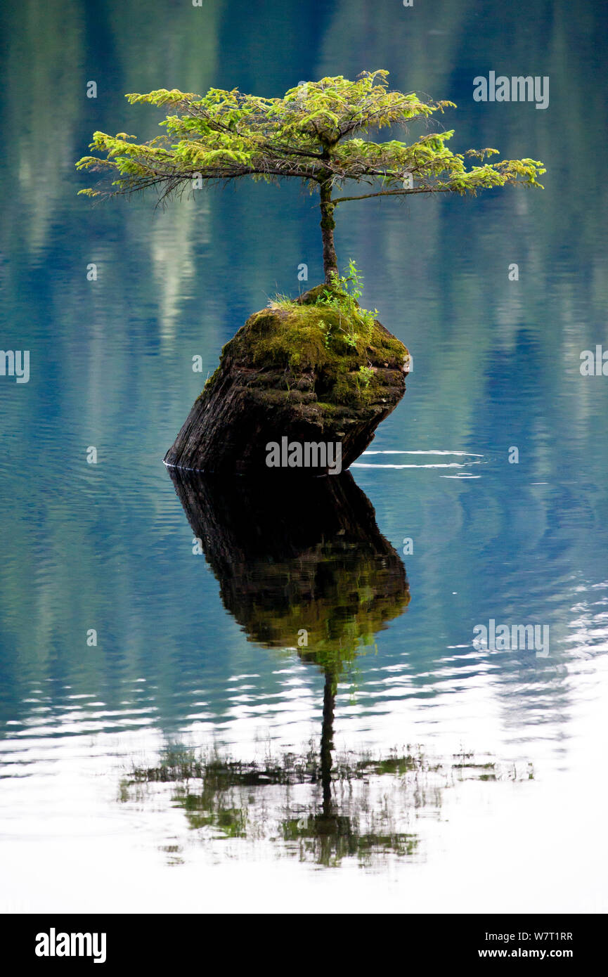 A miniature Douglas fir (Pseudotsuga menziesii)  growing out of a stump in the middle of Fairy Lake. Near Port Renfrew, Vancouver Island, British Columbia, Canada, July. Stock Photo