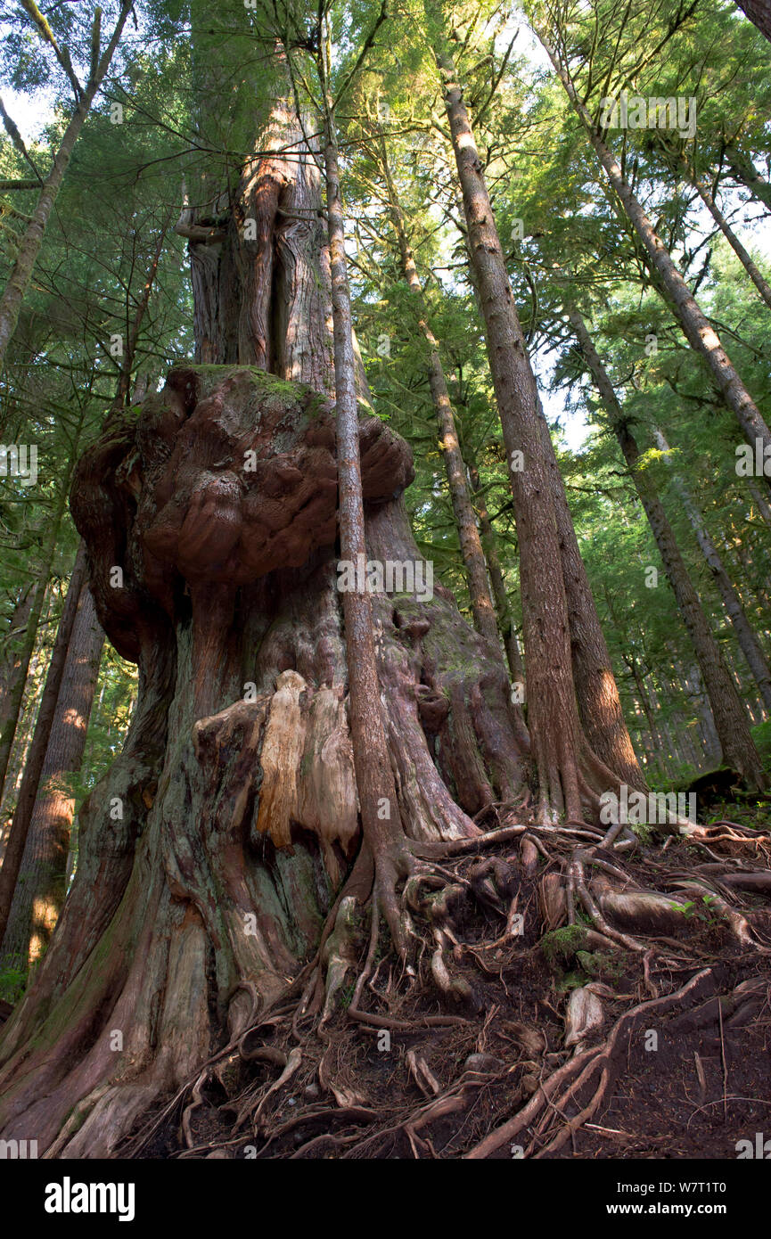 Western red cedar tree (Thuja plicata) deemed Canada's 'Gnarliest tree' in the old growth forest. Avatar Grove, Vancouver Island, British Columbia, Canada, July. Stock Photo