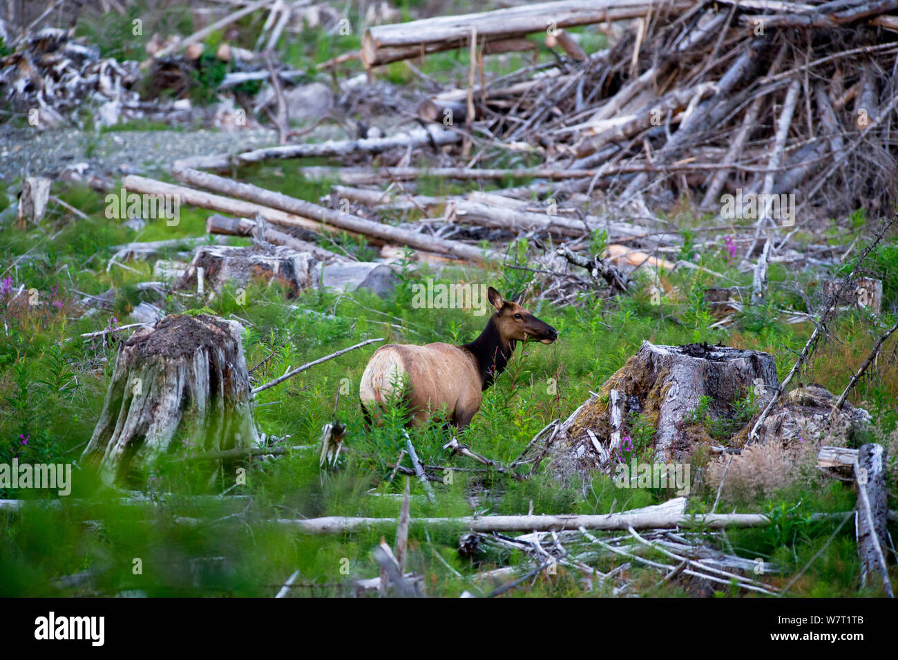 Roosevelt elk (Cervus elaphus roosevelti) in a cut forest. East coast, near Telegraph Cove, Vancouver Island, British Columbia, Canada, July. Stock Photo