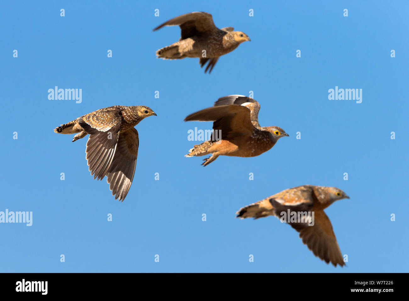 Burchell's sandgrouse (Pterocles burchelli) in flight, Kgalagadi Transfrontier Park, South Africa, February. Stock Photo