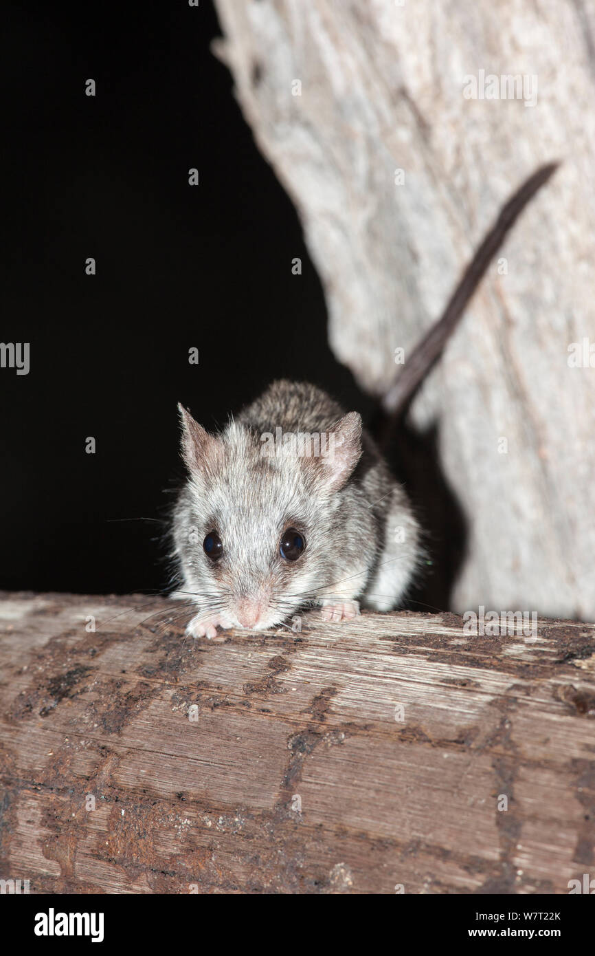 Black tailed tree rat hires stock photography and images Alamy
