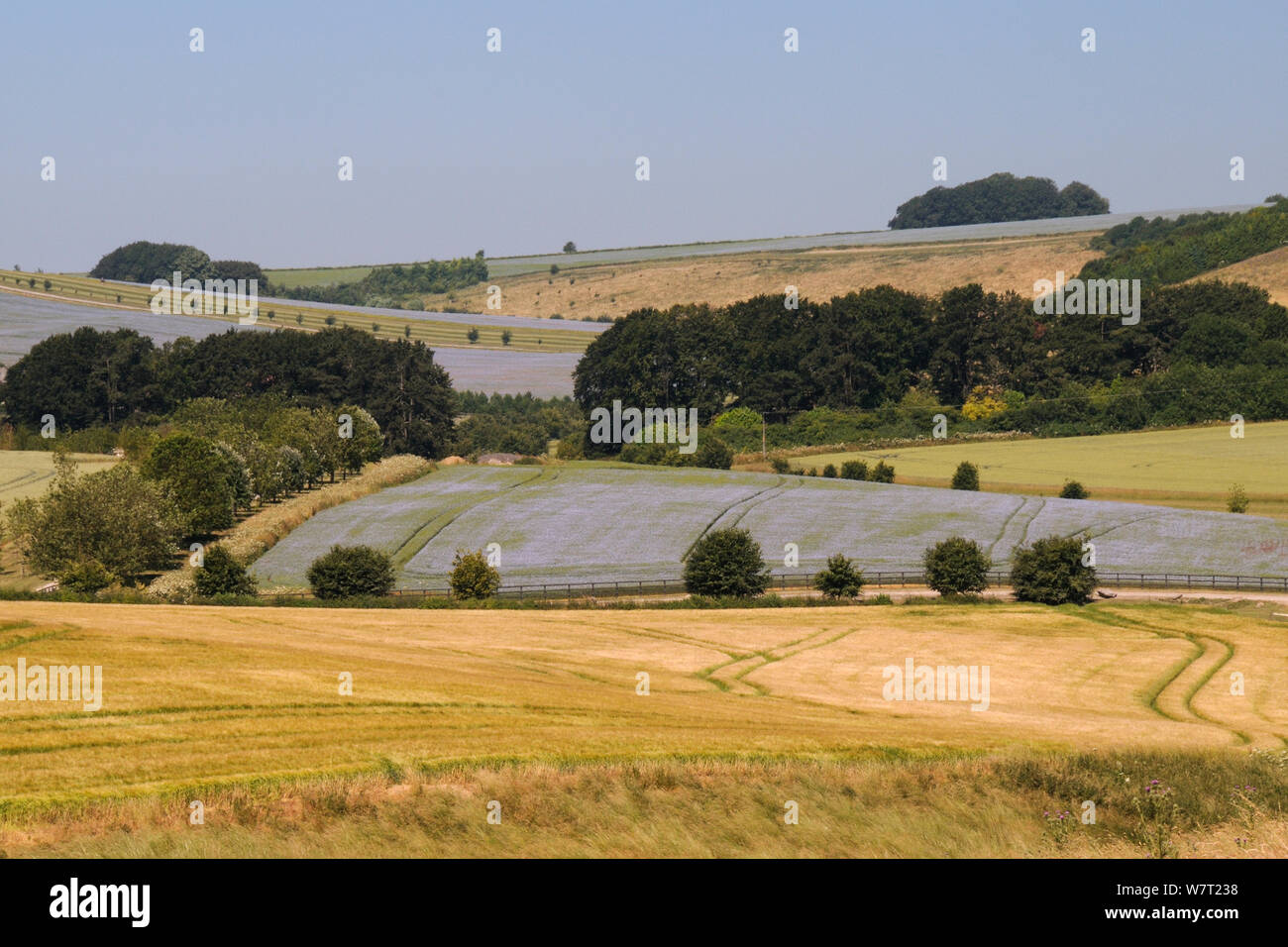 Agricultural landscape with mix of ripening Barley (Hordeum vulgare), Wheat (Triticum aestivum) and flowering Linseed (Linum usitatissimum) crops, tree belts and hillside pastureland, Marlborough Downs, Wiltshire, UK, July 2013. Stock Photo