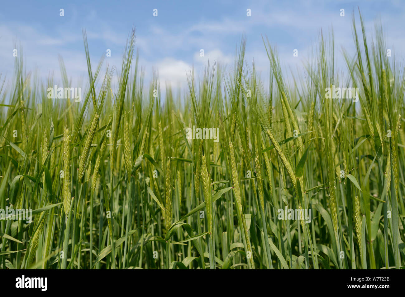 Hordeum sativum hi-res stock photography and images - Alamy