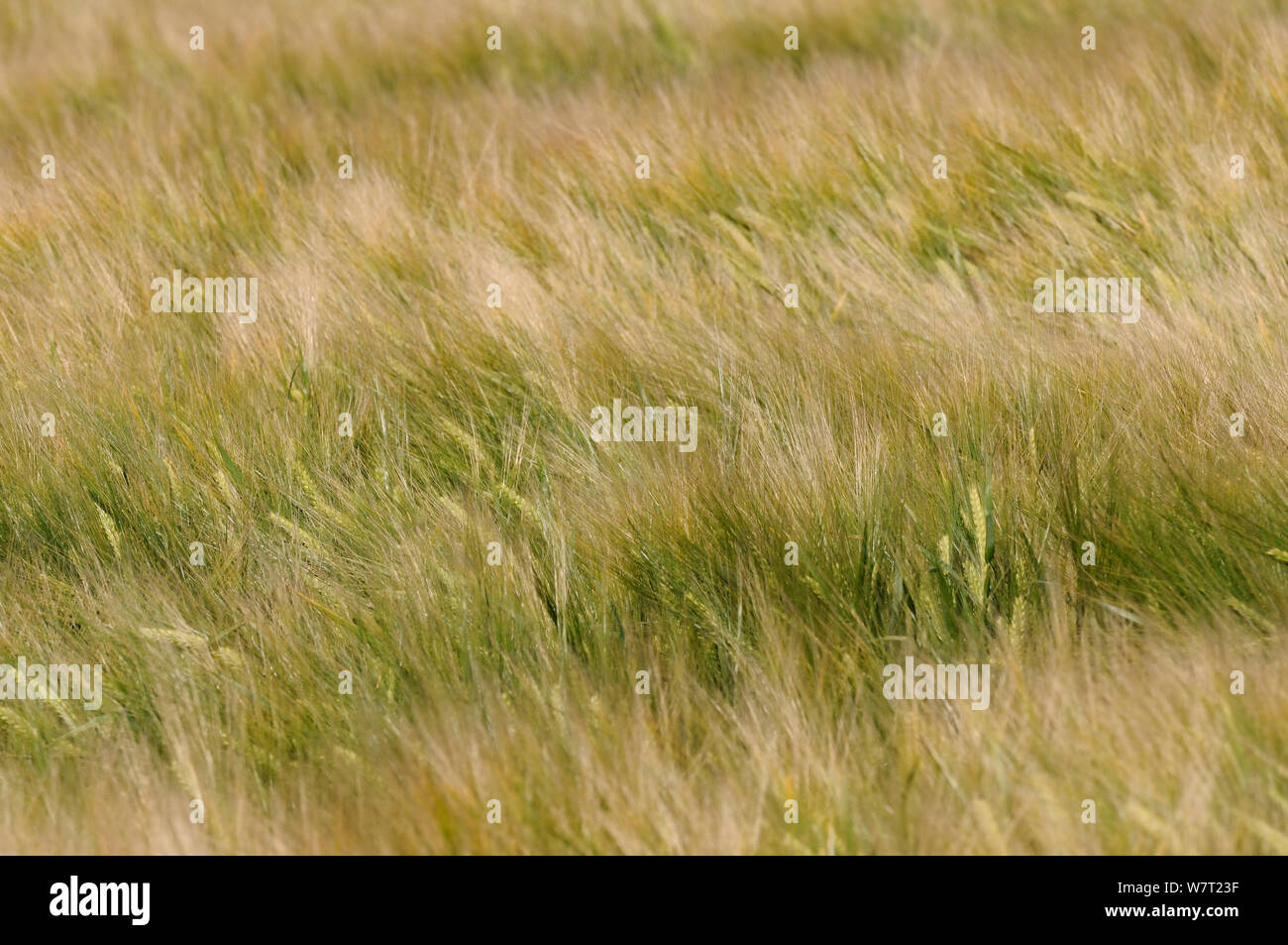 Ripening Barley (Hordeum vulgare) crop rippled by gusts of wind, Wiltshire, UK, July. Stock Photo