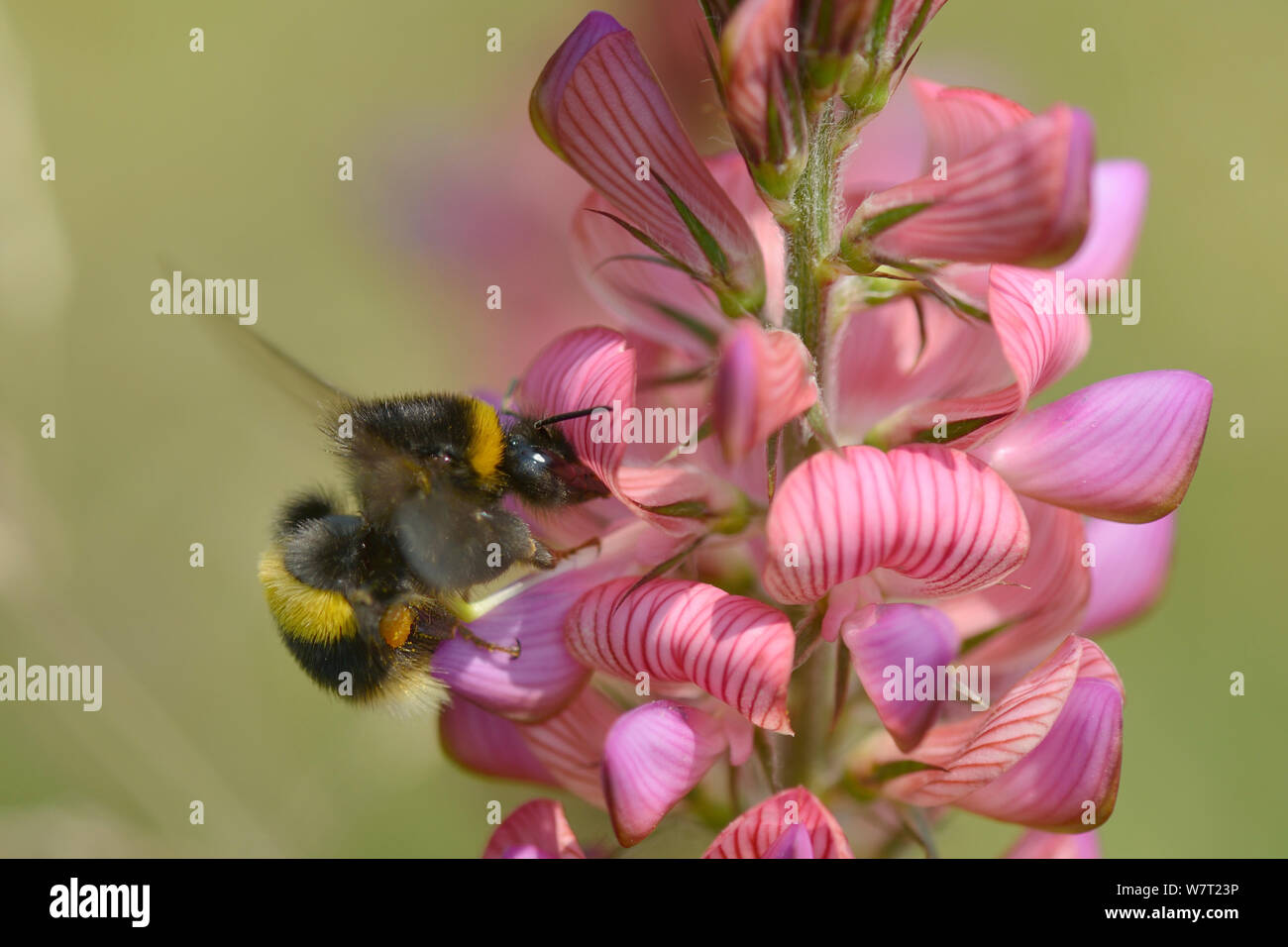 Buff-tailed bumblebee (Bombus terrestris) foraging on Common sainfoin (Onobrychis viciifolia) flowering in a Pollen and Nectar flower mixture bordering a Barley crop, Marlborough Downs, Wiltshire, UK, July. Stock Photo
