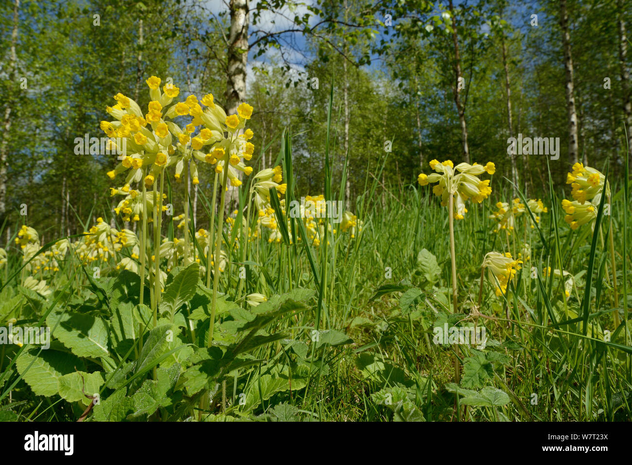 Low angle view of Cowslips (Primula veris) flowering on the fringe of a plantation of Silver birch (Betula pendulosa), Wiltshire, UK, May. Stock Photo