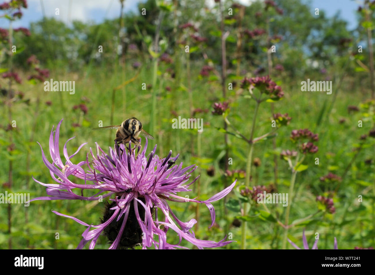 Knapweed hi-res stock photography and images - Alamy