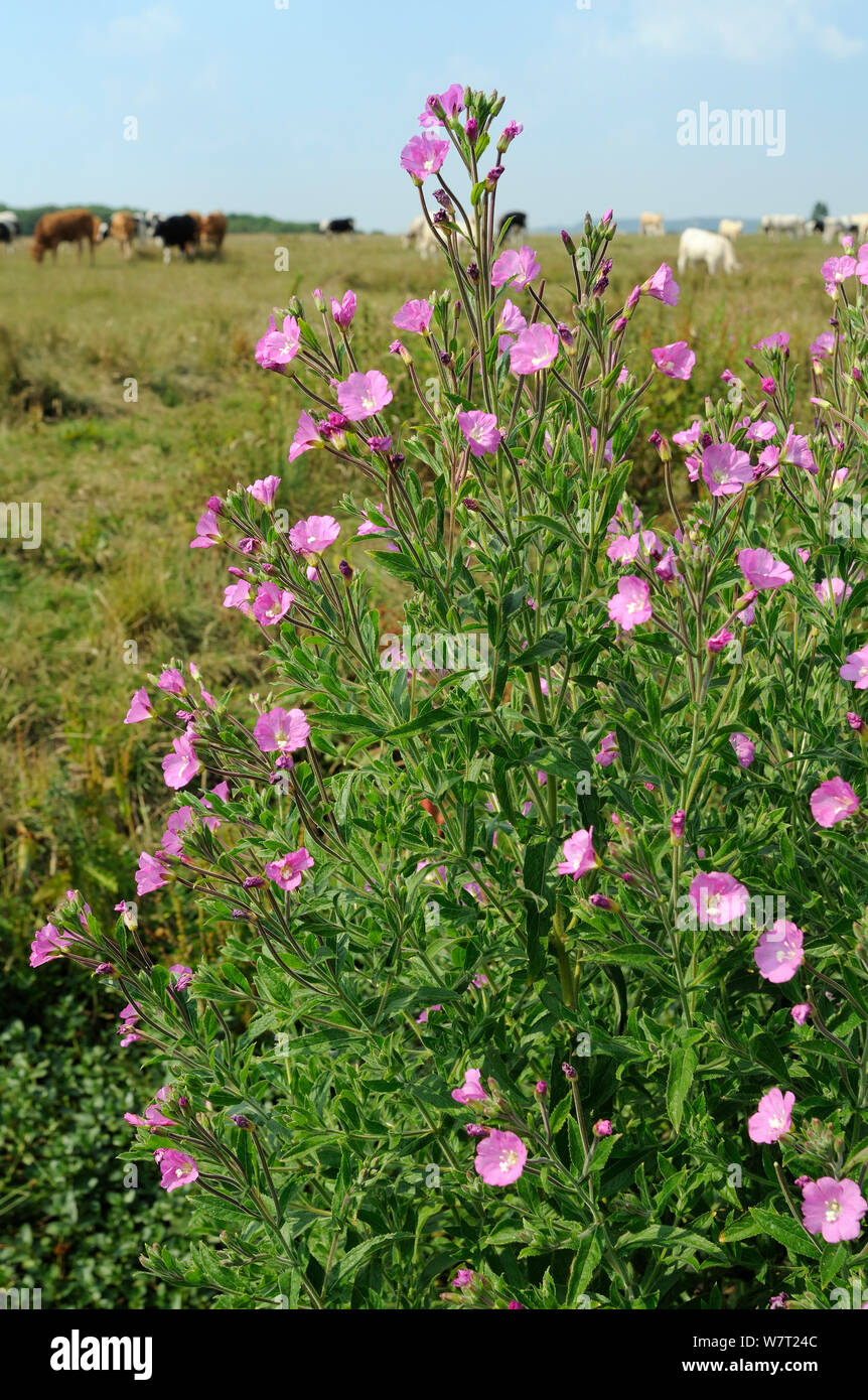 Great willowherb (Epilobium hirsutum) flowering in a ditch with a herd of Bullocks (Bos taurus) in the background, Gloucestershire, UK, July. Stock Photo