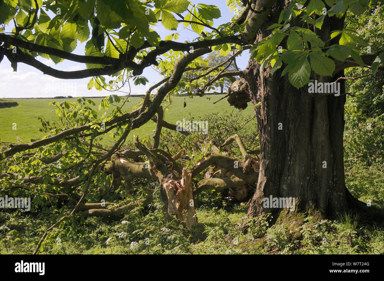 Horse chestnut tree seed hi-res stock photography and images - Alamy
