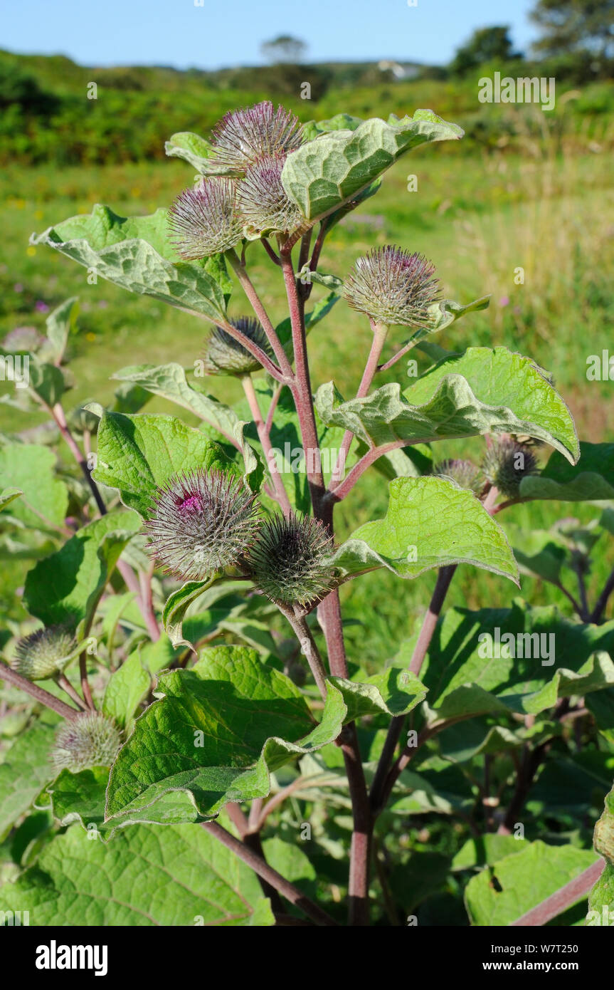 Lesser burdock (Arctium minus) with red stems and purple tinged spiny bracts on the flowerheads, about to flower in rough grassland near the coast, Gower Penisula, Wales, UK, July. Stock Photo