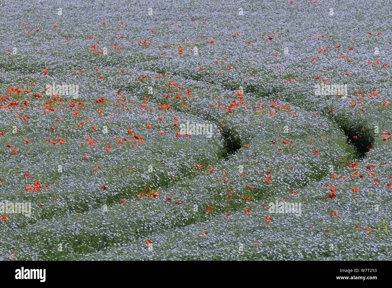 Vehicle tracks through a flowering Linseed crop (Linum usitatissimum) dotted with Common poppies (Papaver rhoeas), Marlborough Downs farmland, Wiltshire, UK, July. Stock Photo