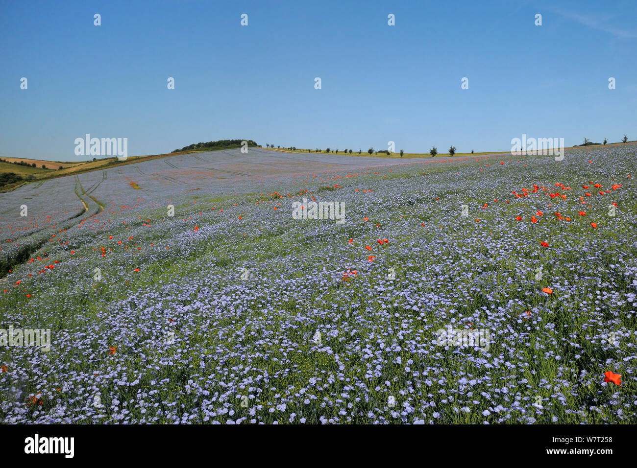 Flowering Linseed crop (Linum usitatissimum) dotted with Common poppies (Papaver rhoeas) with the Ridgeway in the background, Marlborough Downs farmland, Wiltshire, UK, July. Stock Photo