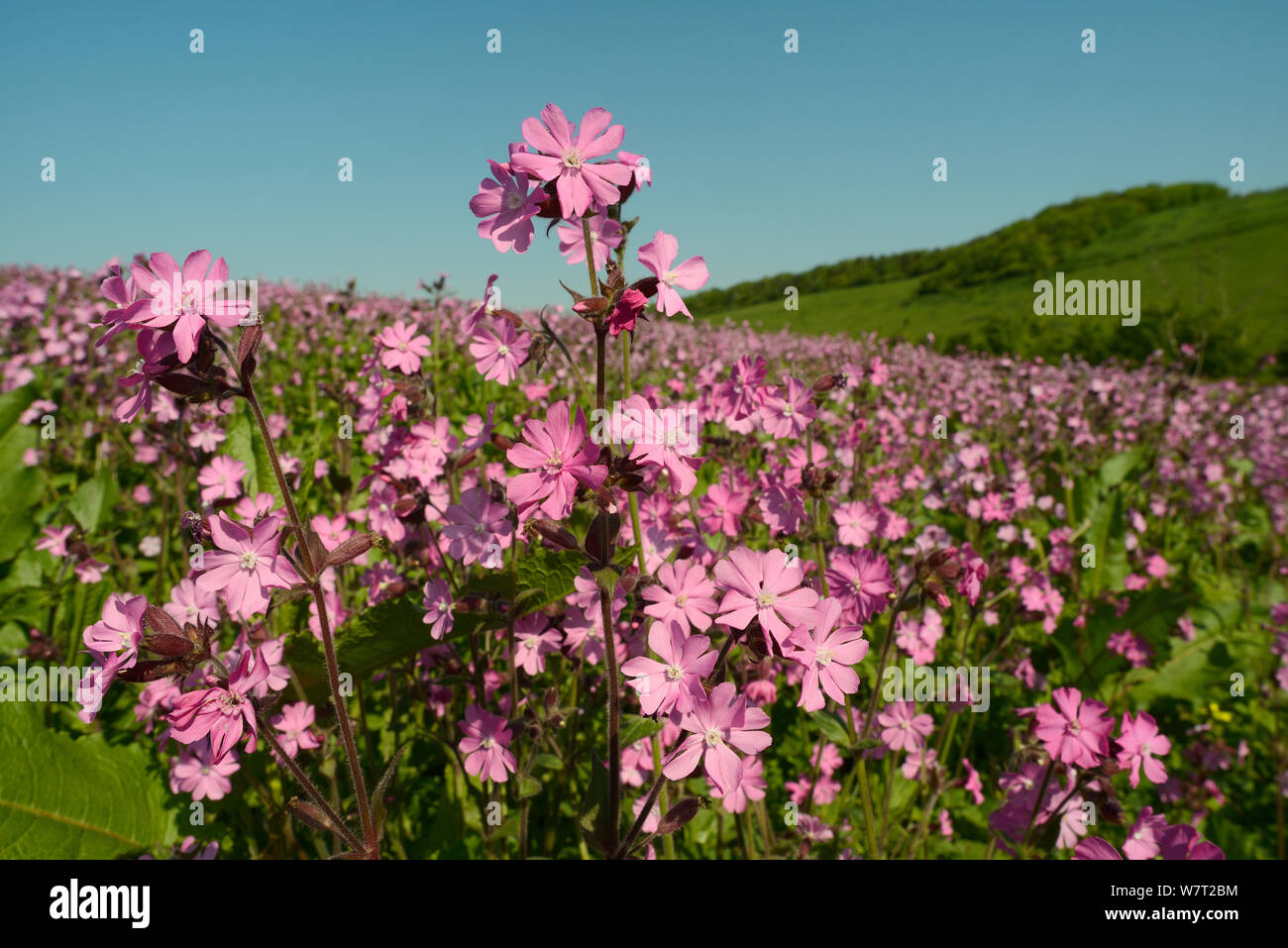 Red campion (Silene dioica) flowering in a pollen and nectar flower patch in farmland, Marlborough Downs, Wiltshire, UK, June. Stock Photo