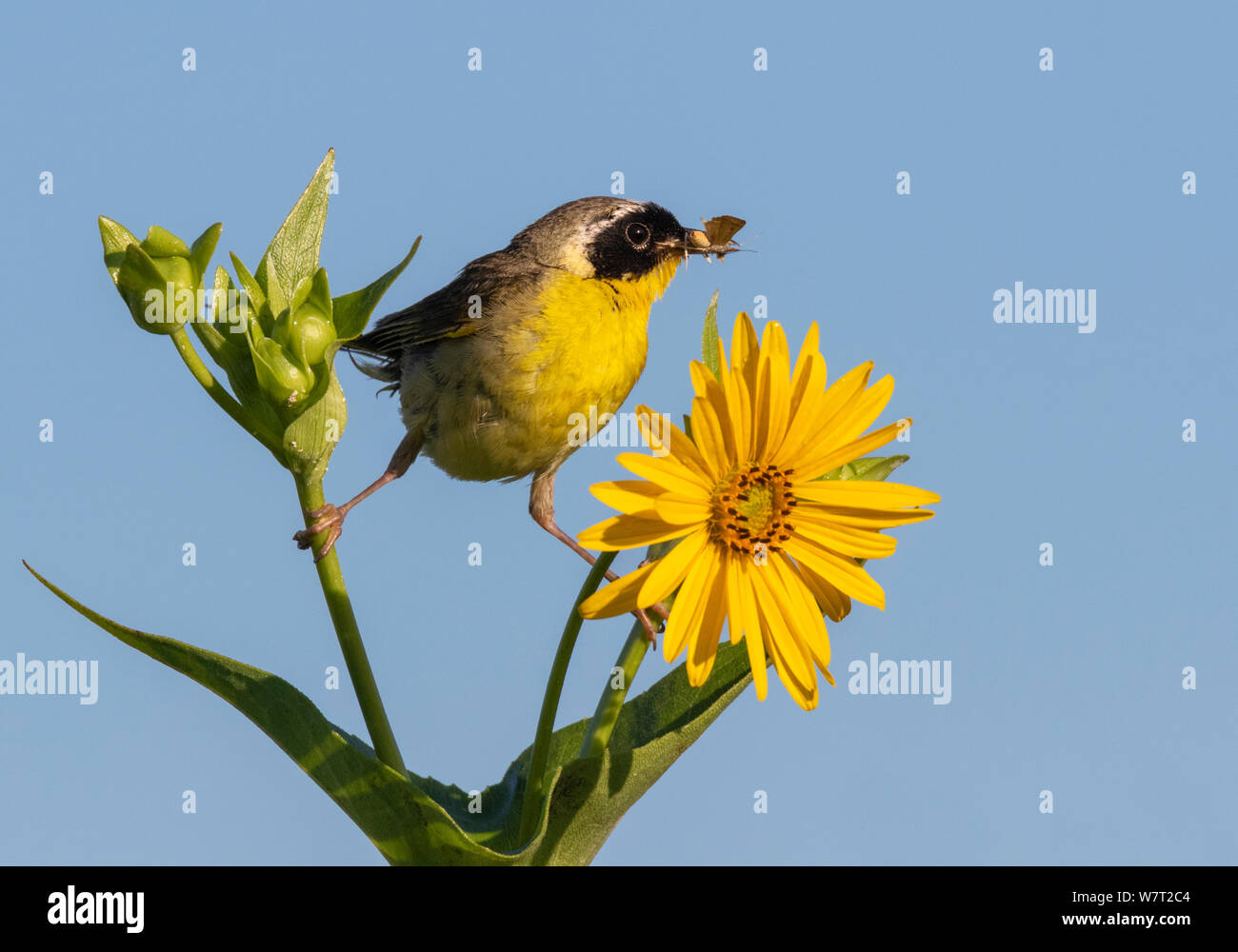 Common yellowthroat (Geothlypis trichas) male, hunting insects in blooming prairie, Iowa, USA Stock Photo