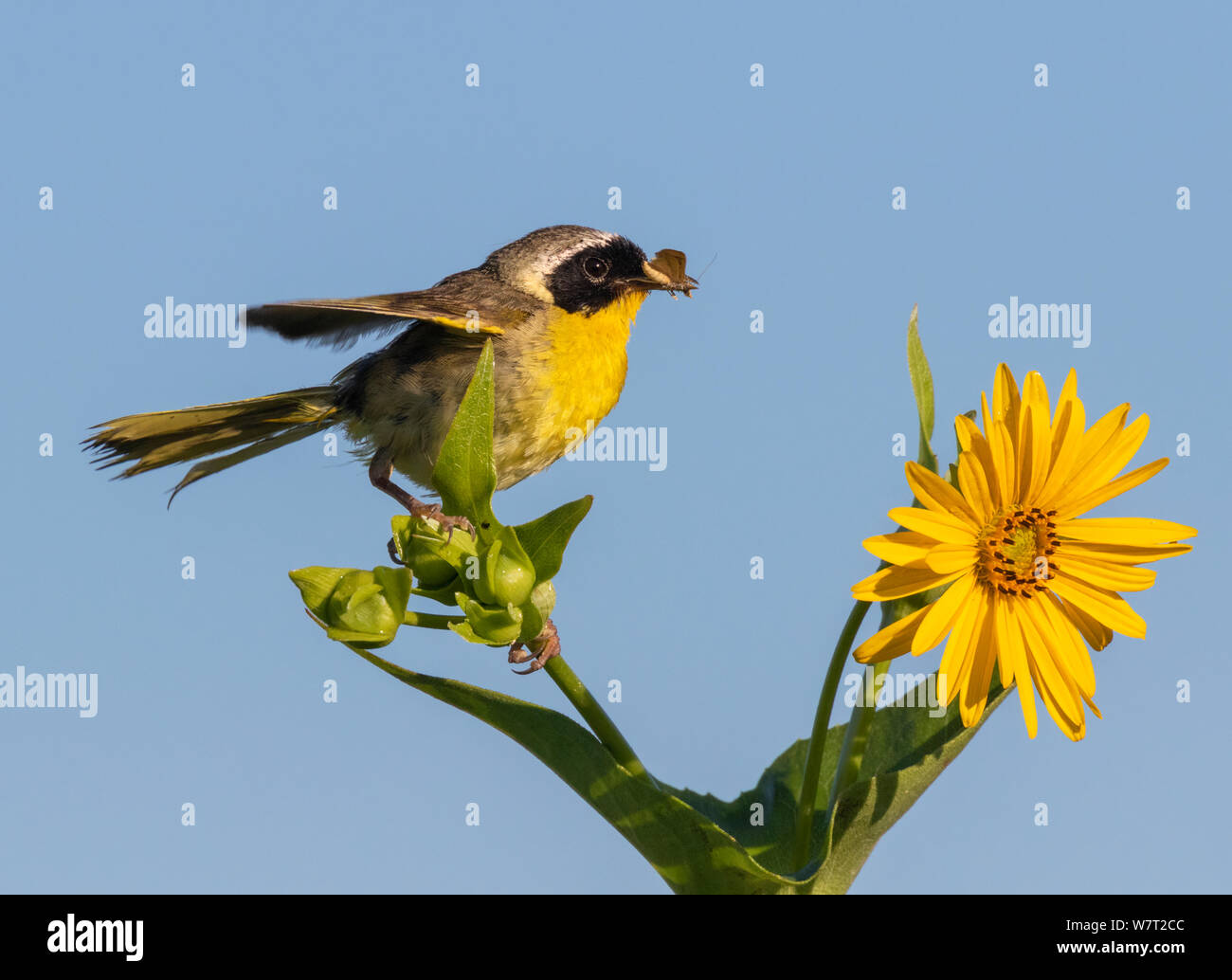 Common yellowthroat (Geothlypis trichas) male, hunting insects in blooming prairie, Iowa, USA. Stock Photo