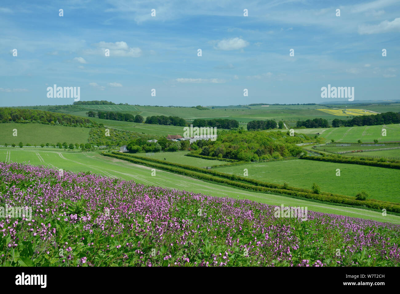 Red campion (Silene dioica) flowering in a pollen and nectar flower mix strip bordering a young Linseed crop (Linum usitatissimum), with grazing Horses (Equus caballus), farm buildings, arable crops and the Ridgeway in the background, Marlborough Downs, Wiltshire, UK, June. Stock Photo